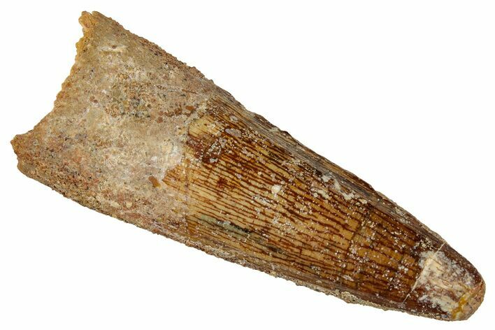 Fossil Spinosaurus Tooth - Real Dinosaur Tooth #327839